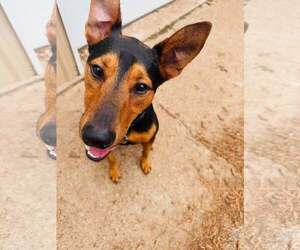 Doberman Pinscher-Unknown Mix Dogs for adoption in Houston, TX, USA