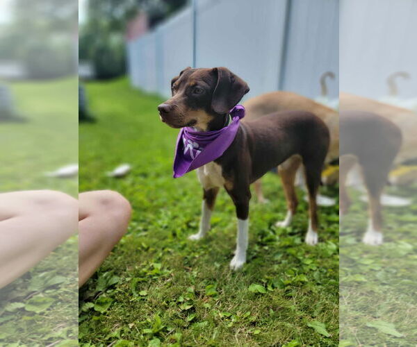 Medium Photo #7 Mutt Puppy For Sale in Crystal, MN, USA