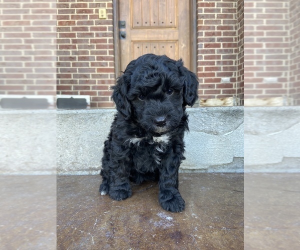 Medium Photo #1 Bernedoodle Puppy For Sale in AM FORK, UT, USA