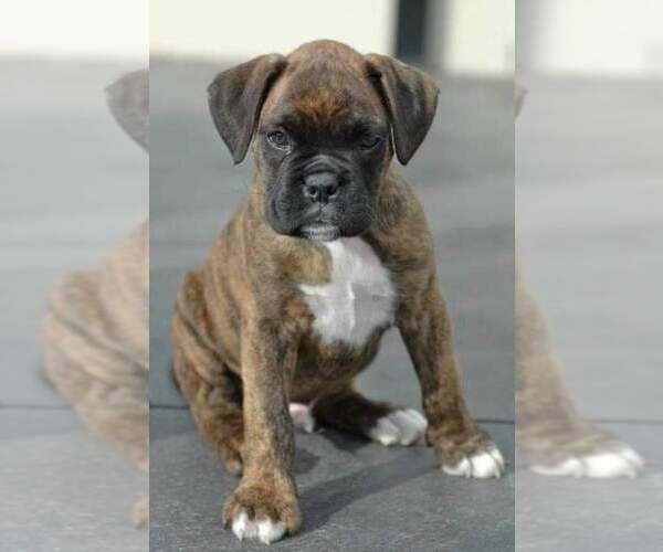 Medium Photo #5 Boxer Puppy For Sale in VICTORIA, TX, USA