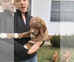 Small Photo #4 Goldendoodle-Poodle (Miniature) Mix Puppy For Sale in HUNTLY, VA, USA