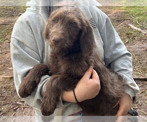 Labradoodle Puppy for sale in WILSONVILLE, OR, USA