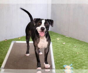 American Pit Bull Terrier Dogs for adoption in Pasadena, CA, USA