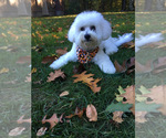 Small Photo #10 Bichon Frise Puppy For Sale in PELHAM, NH, USA