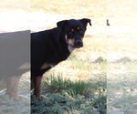 Lurch - Male Rottweiler-Unknown Mix Dog for Adoption - Small photo