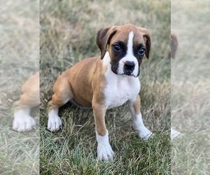 Boxer Puppy for sale in BEECH GROVE, IN, USA