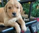 Puppy Bell Golden Retriever