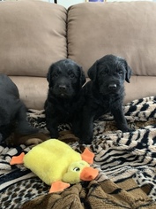 Cane Corso-Poodle (Standard) Mix Puppy for sale in CLIMAX, NC, USA