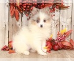 Small Pomeranian