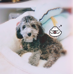 Poodle (Toy) Puppy for sale in SAN GABRIEL, CA, USA