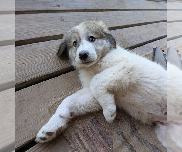 Medium Photo #3 Great Pyrenees Puppy For Sale in Vail, AZ, USA