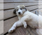 Small #2 Great Pyrenees