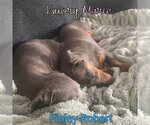 Small #20 Dachshund