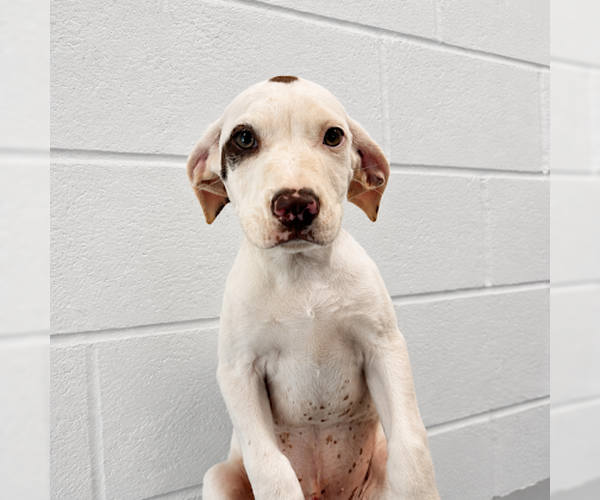 Medium Photo #1 Labrador Retriever-Unknown Mix Puppy For Sale in Sterling, MA, USA