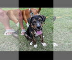 Small #1 Mutt