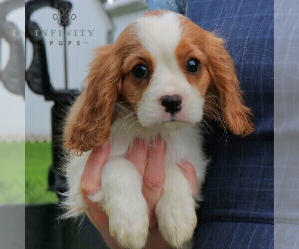 Medium Photo #3 Cavalier King Charles Spaniel Puppy For Sale in EPHRATA, PA, USA