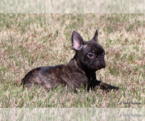 Medium Photo #4 French Bulldog Puppy For Sale in WINNSBORO, TX, USA