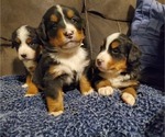 Small Photo #11 Bernese Mountain Dog Puppy For Sale in LEETONIA, OH, USA