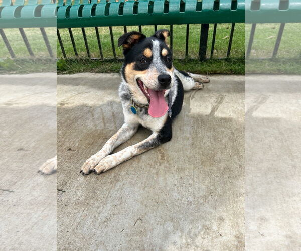 Medium Photo #2 Mutt Puppy For Sale in Bandera, TX, USA