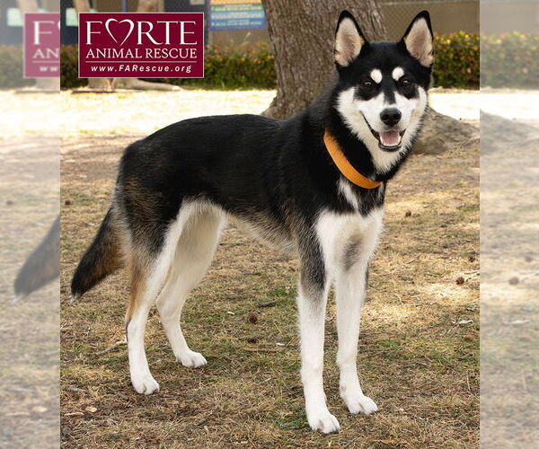 Medium Photo #5 Huskies -Siberian Husky Mix Puppy For Sale in Marina del Rey, CA, USA