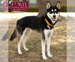 Small #4 Huskies -Siberian Husky Mix
