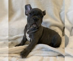 French Bulldog Puppy for sale in JOHNS ISLAND, SC, USA