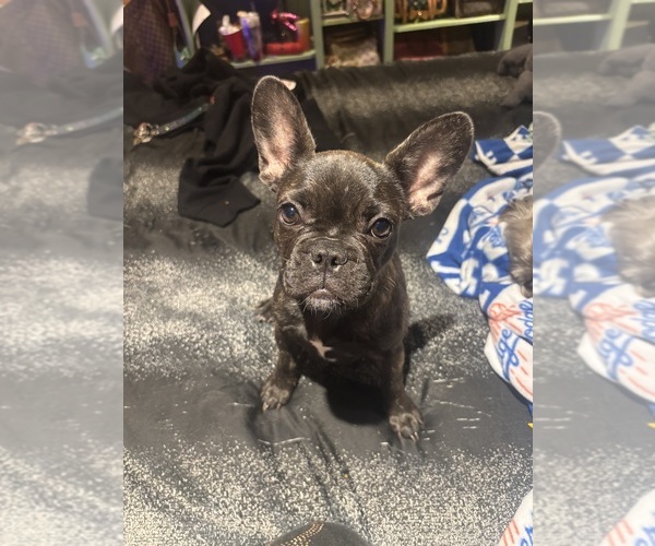Medium Photo #1 French Bulldog Puppy For Sale in LOS ANGELES, CA, USA