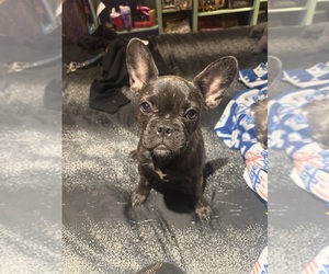 French Bulldog Puppy for sale in LOS ANGELES, CA, USA