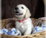 Puppy Ferrari English Cream Golden Retriever