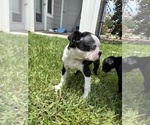 Puppy Jr Boston Terrier