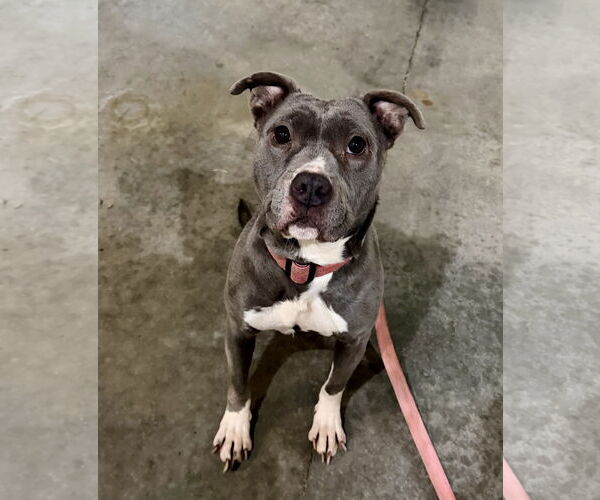 Medium Photo #17 Mutt Puppy For Sale in Mount Laurel, NJ, USA