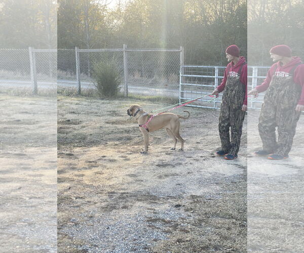 Medium Photo #18 Brazilian Mastiff-Great Dane Mix Puppy For Sale in Jasper, AL, USA