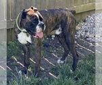 Small Photo #1 Boxer Puppy For Sale in OAK LAWN, IL, USA