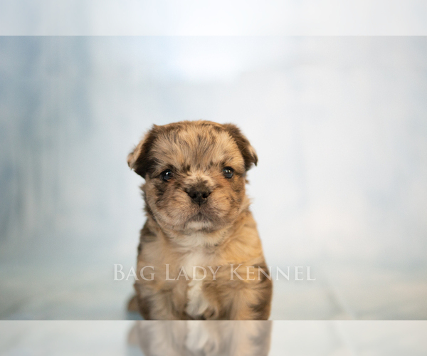 Medium Photo #10 French Bulldog Puppy For Sale in DESERT HOT SPRINGS, CA, USA