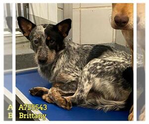 Mutt Dogs for adoption in San Antonio, TX, USA