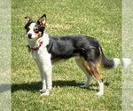 Small Photo #2 Border Collie-Rat Terrier Mix Puppy For Sale in Atlanta, GA, USA