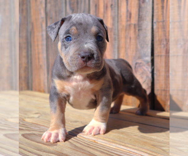 Medium Photo #2 American Bully Puppy For Sale in LOS ANGELES, CA, USA