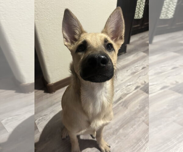 Medium Photo #5 Australian Shepherd-German Shepherd Dog Mix Puppy For Sale in Chandler, AZ, USA