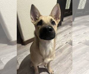 BUTTER - Female Australian Shepherd-German Shepherd Dog Mix Dog for Adoption - Photo #5