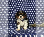Small Photo #5 Cavalier King Charles Spaniel Puppy For Sale in QUARRYVILLE, PA, USA