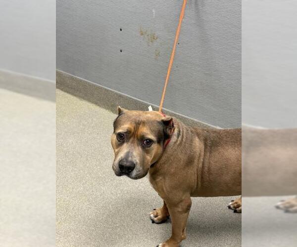 Medium Photo #1 American Bulldog-Unknown Mix Puppy For Sale in Las Vegas, NV, USA