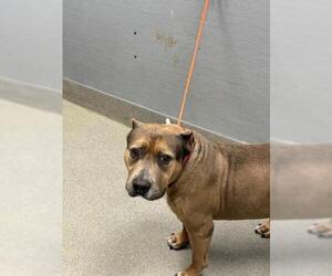 American Bulldog-Unknown Mix Dogs for adoption in Las Vegas, NV, USA