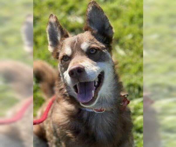 Medium Photo #4 Siberian Husky Puppy For Sale in Salinas, CA, USA