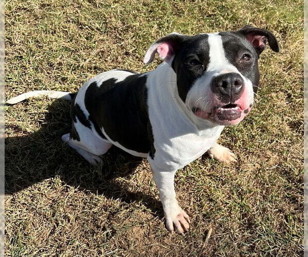 Medium Photo #2 American Pit Bull Terrier-Unknown Mix Puppy For Sale in Augusta, GA, USA