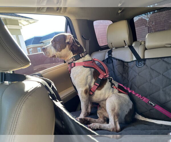 Medium Photo #9 Mutt Puppy For Sale in Virginia Beach, VA, USA