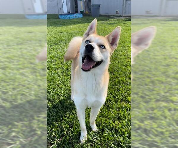 Medium Photo #1 - Mix Puppy For Sale in Rosenberg, TX, USA