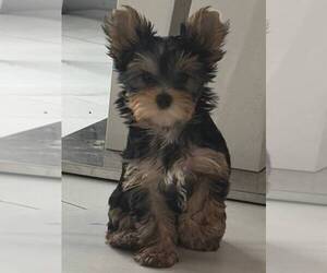 Yorkshire Terrier Puppy for sale in CORAL SPRINGS, FL, USA