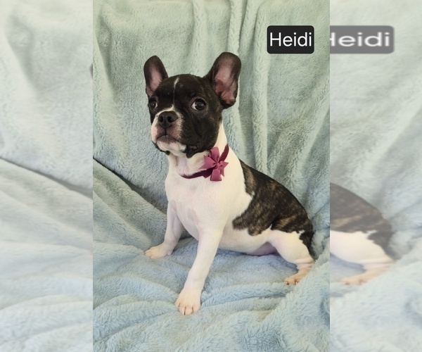 Medium Photo #5 Faux Frenchbo Bulldog Puppy For Sale in MINERAL WELLS, WV, USA