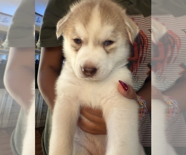 Medium Photo #4 Siberian Husky Puppy For Sale in BUSHKILL, PA, USA