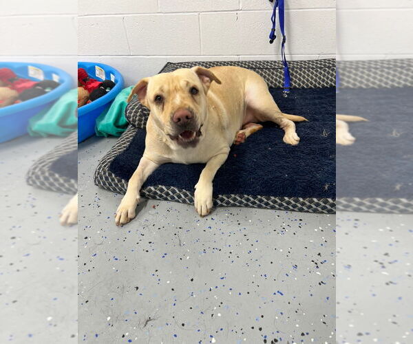 Medium Photo #3 American Staffordshire Terrier-Labrador Retriever Mix Puppy For Sale in Pierceton , IN, USA